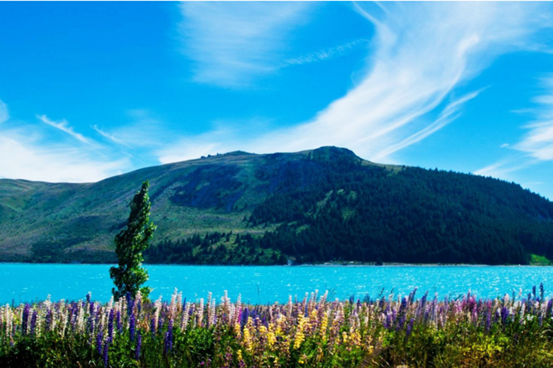 新西兰特卡波湖.jpg