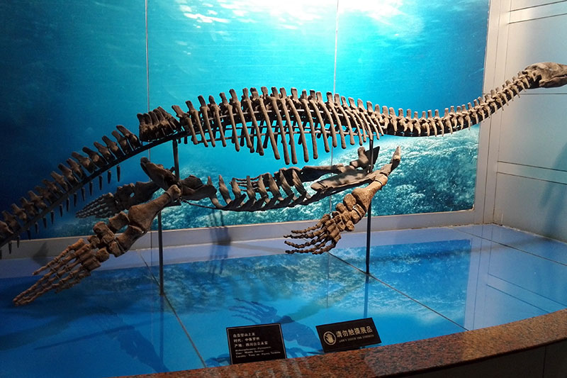 自贡恐龙博物馆.jpg