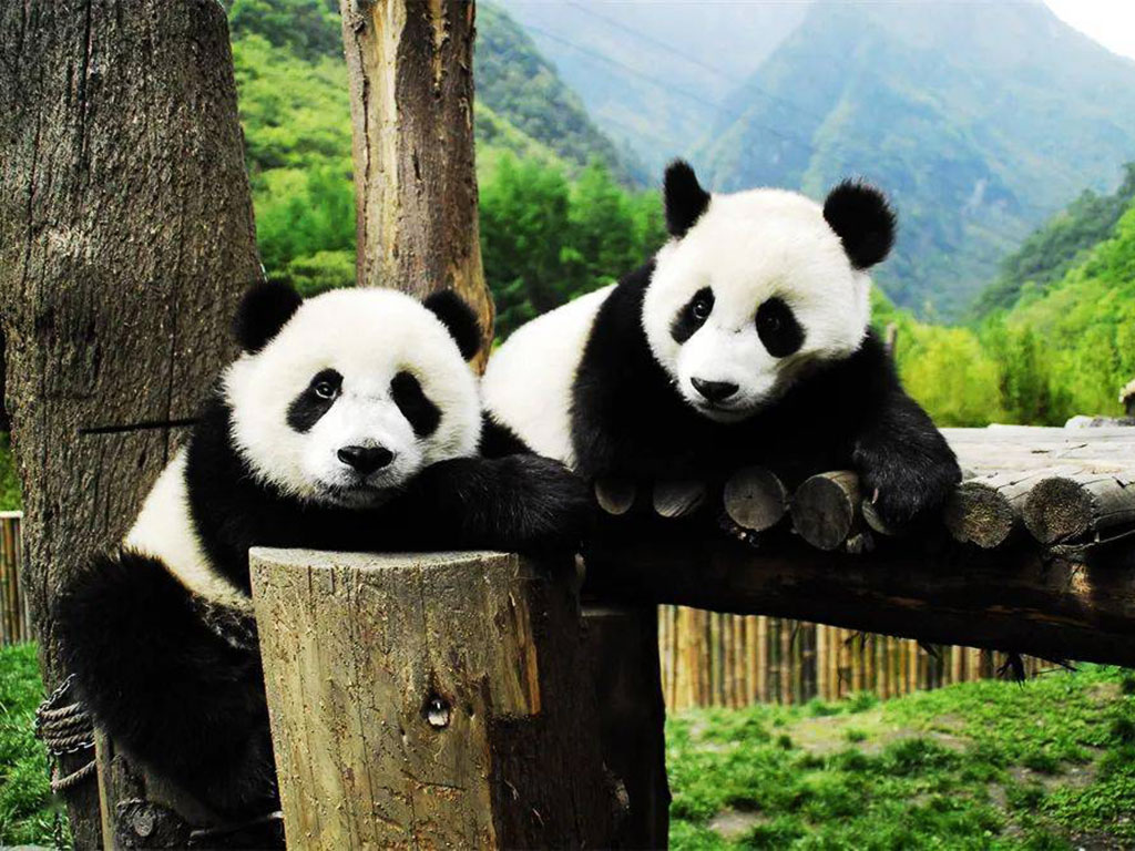 熊猫家园.jpg
