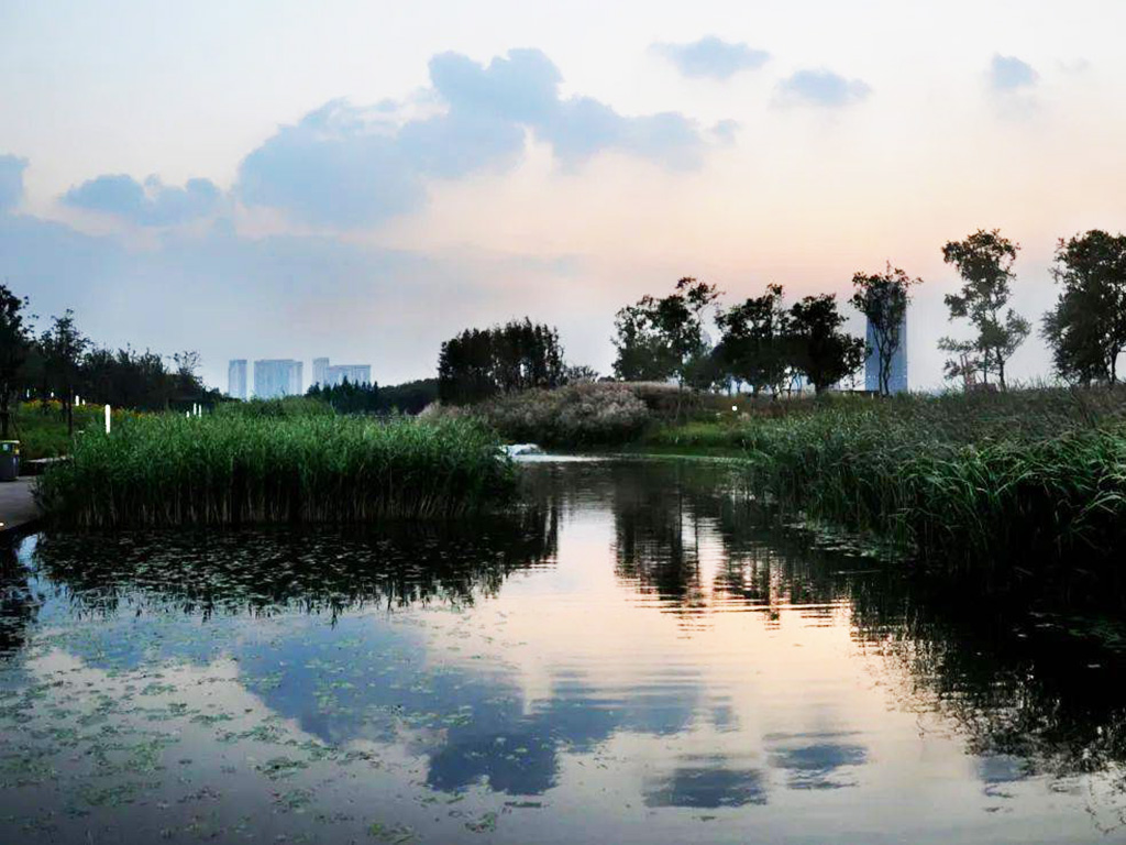 上海世博后滩湿地公园.jpg