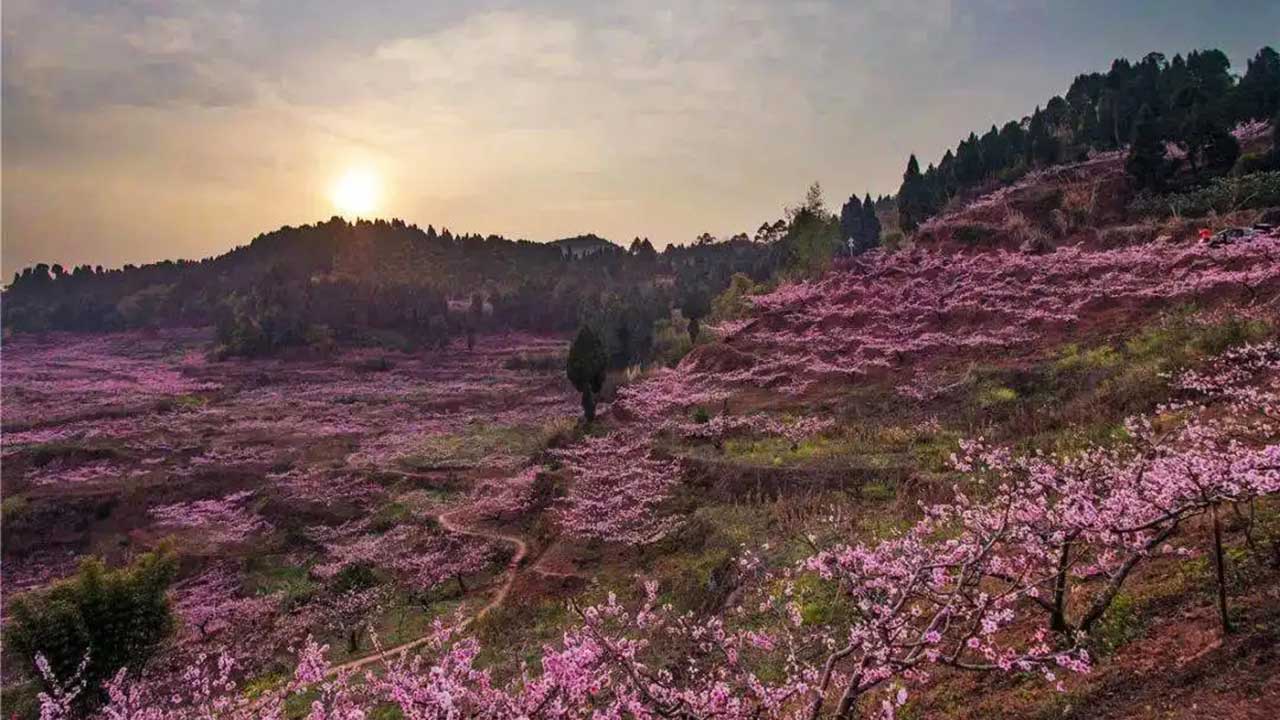 成都市龙泉驿区桃源村.jpg