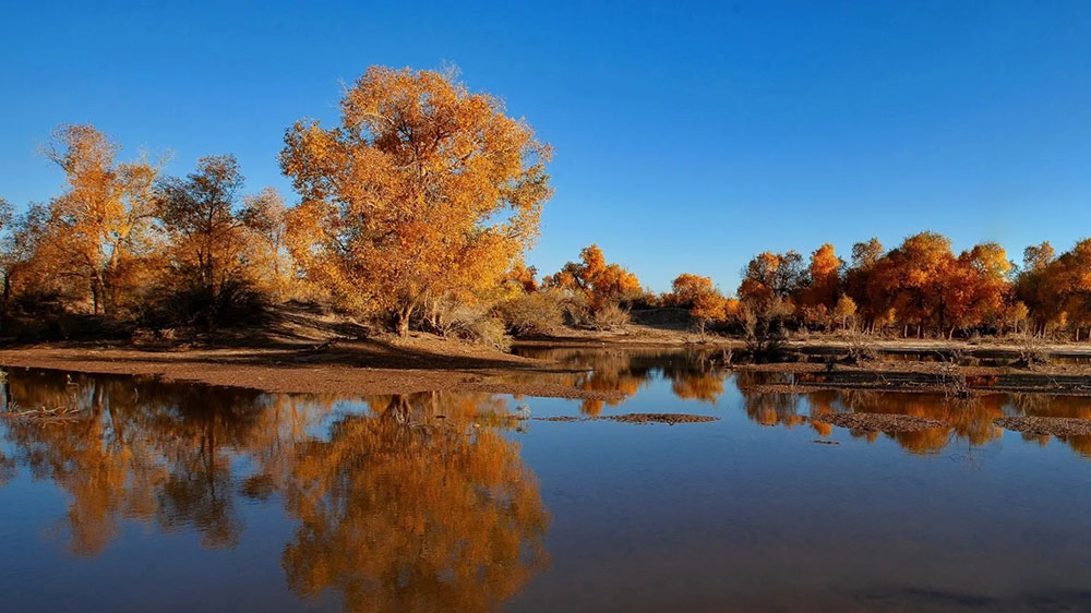 胡杨林景区.jpg