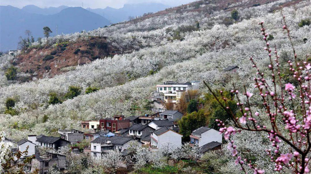 汉源梨花.jpg