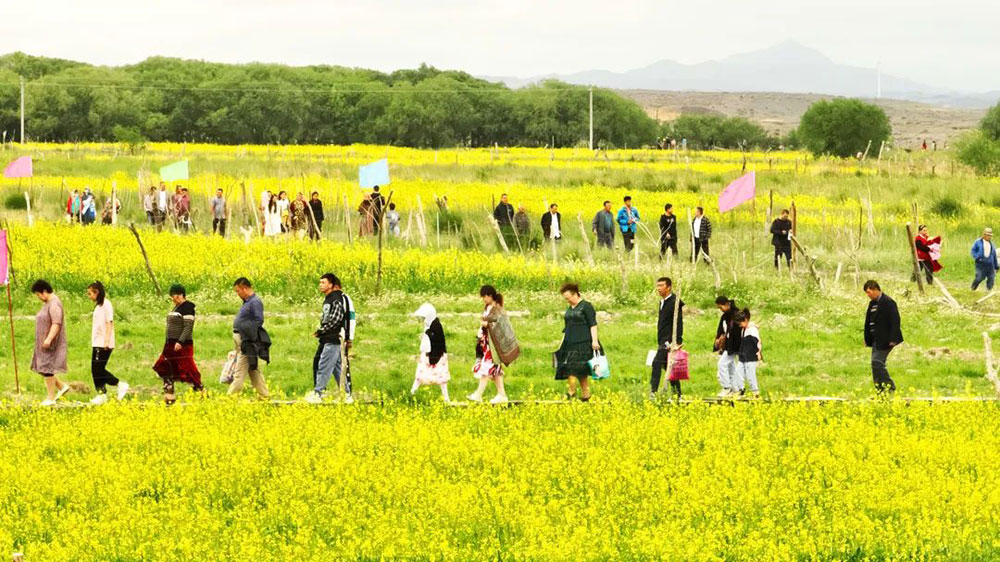 托克逊县哈萨克风情文化旅游节油菜花观赏.jpg