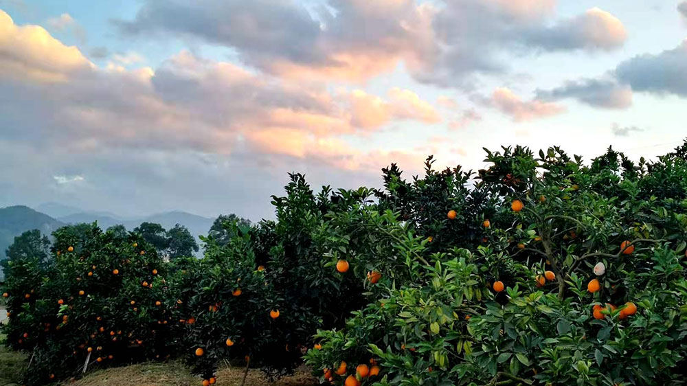 新宁县脐橙.jpg