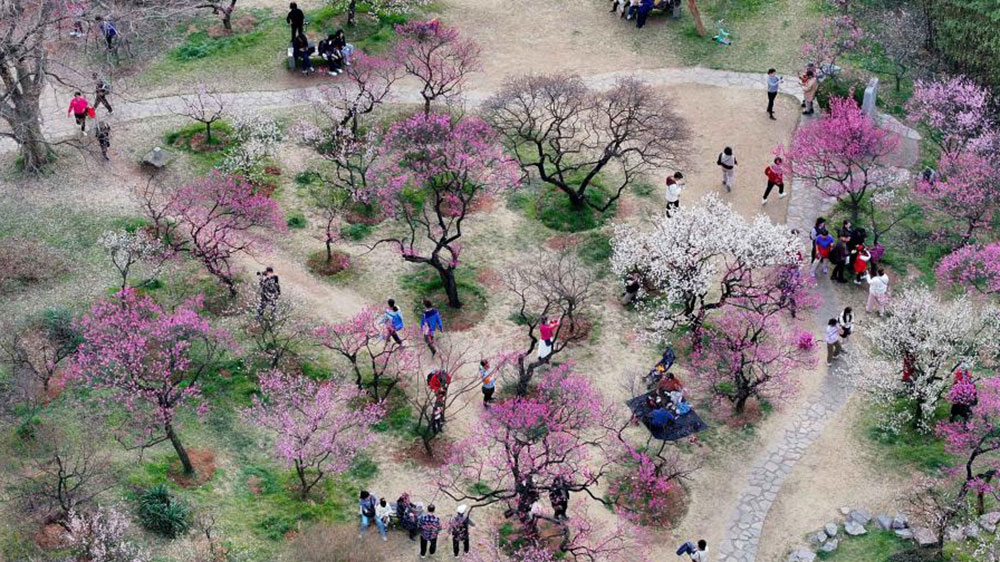 第二十九届中国南京国际梅花节.jpg