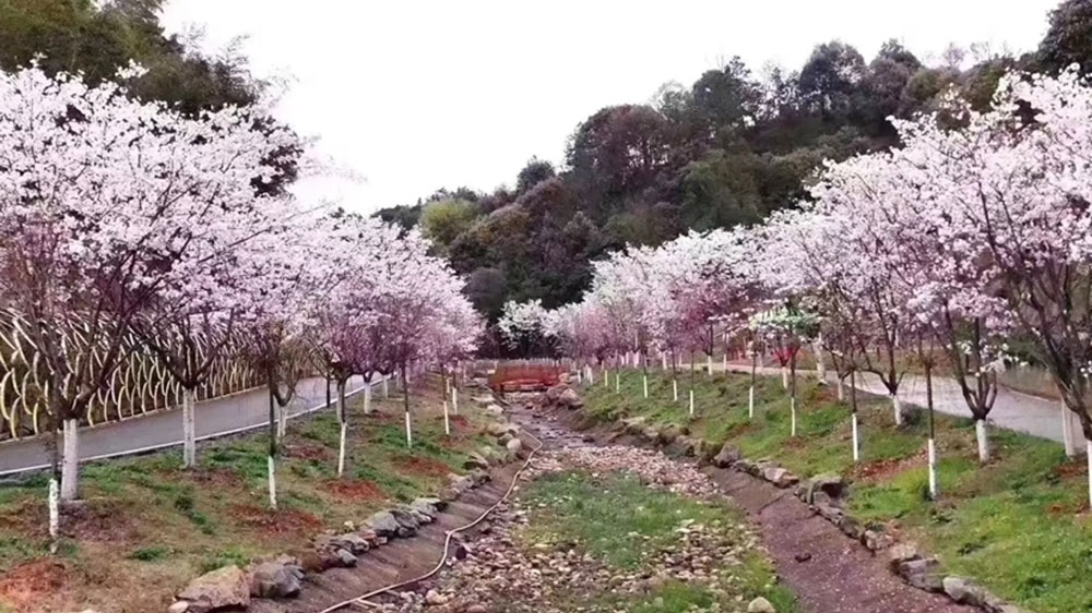 浔龙河樱花谷盛开的樱花.jpg