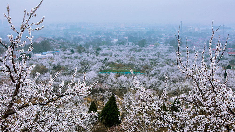 黄里景区杏花.jpg