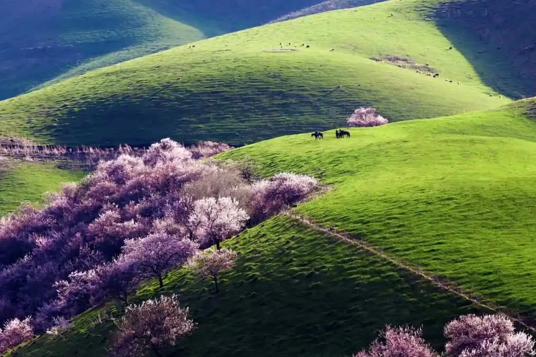 新疆吐尔根杏花沟.jpg