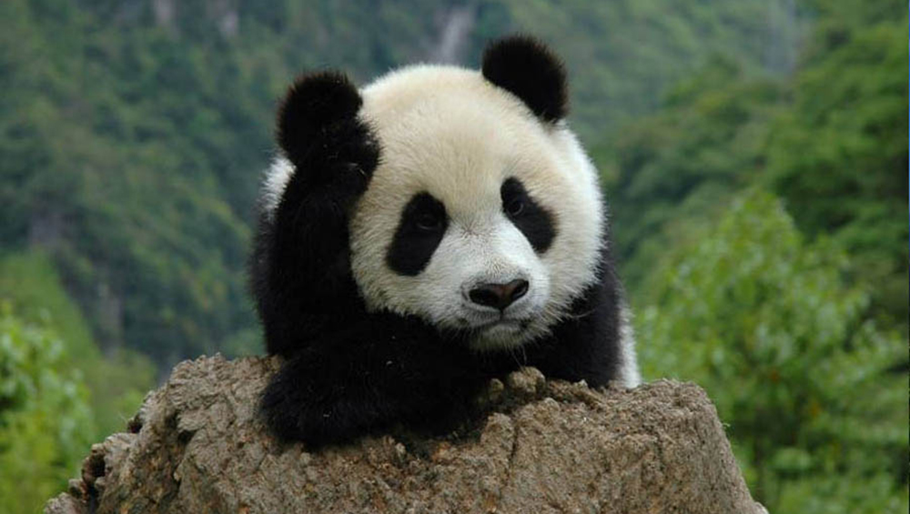 大熊猫图.jpg