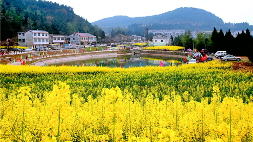 第五届油菜花节.jpg